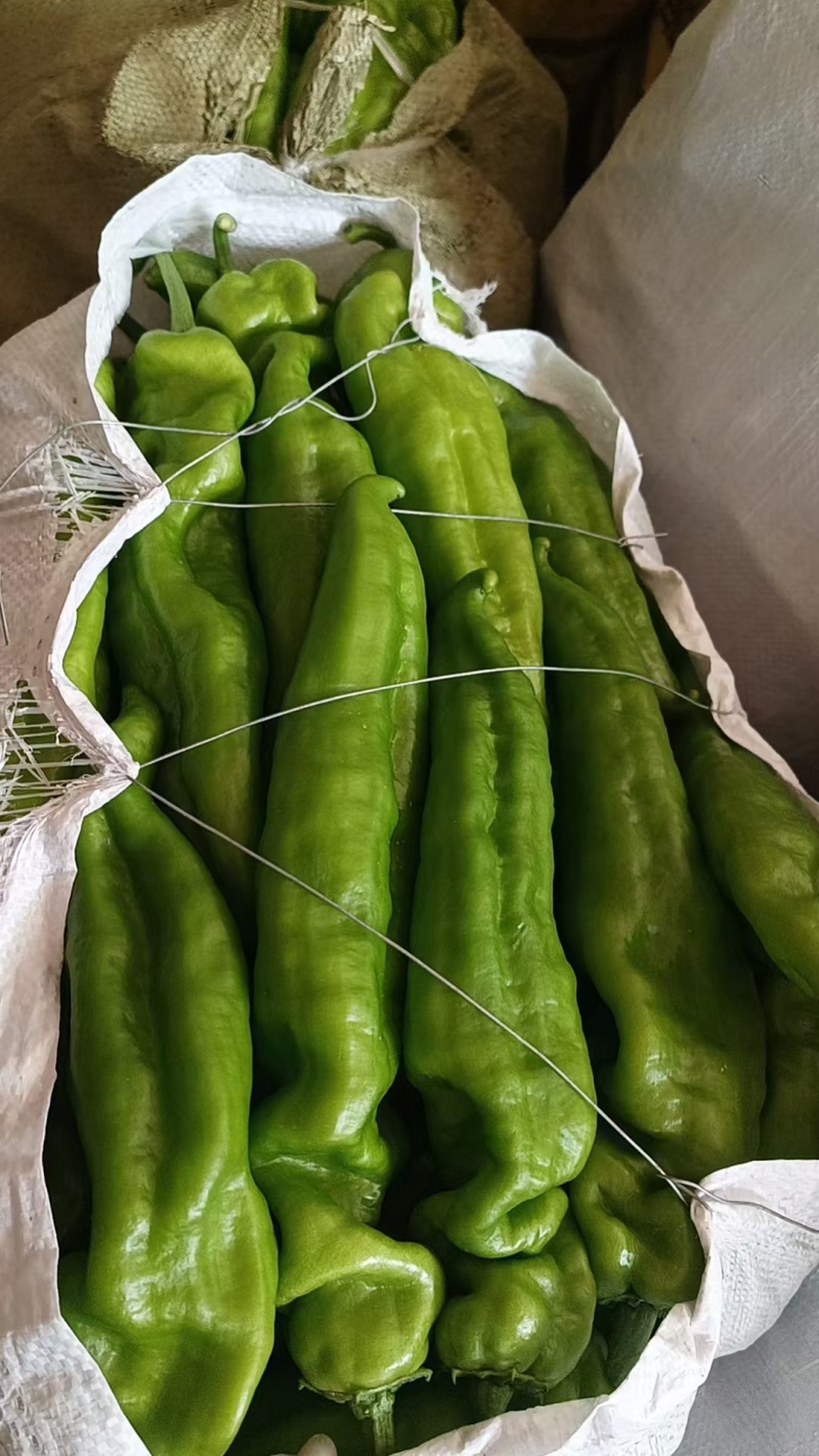 301辣椒
