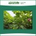 澳喜丰50%矮壮素防止棉花疯长徒长控旺矮化植物生长调节剂
