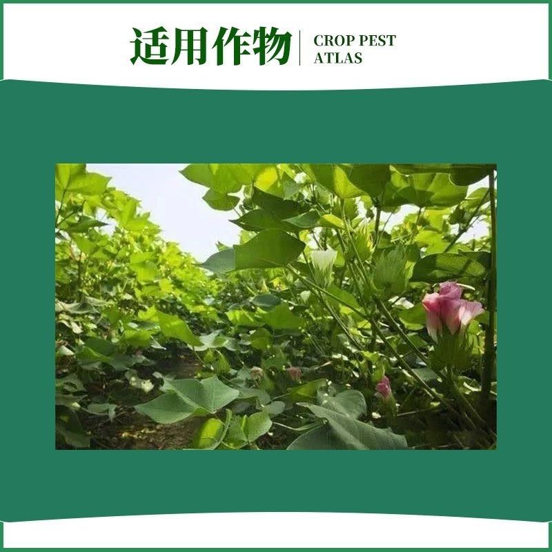 澳喜丰50%矮壮素防止棉花疯长徒长控旺矮化植物生长调节剂