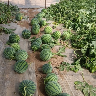精品无籽美都