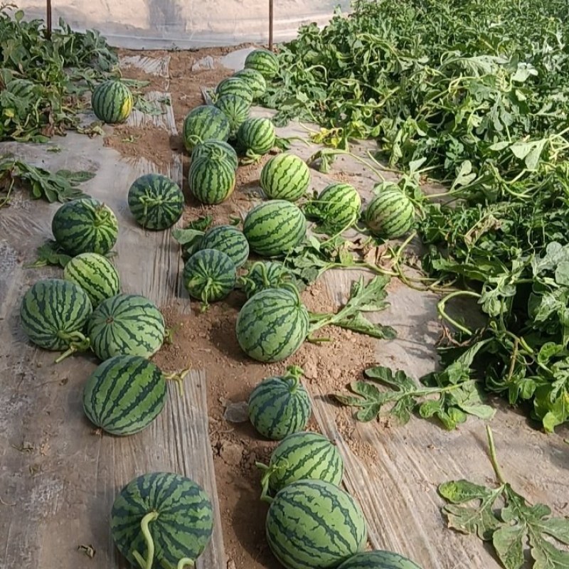 精品无籽美都