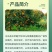 禾本妙收32.5%苯甲嘧菌酯农药杀菌剂水稻纹枯病农用杀菌