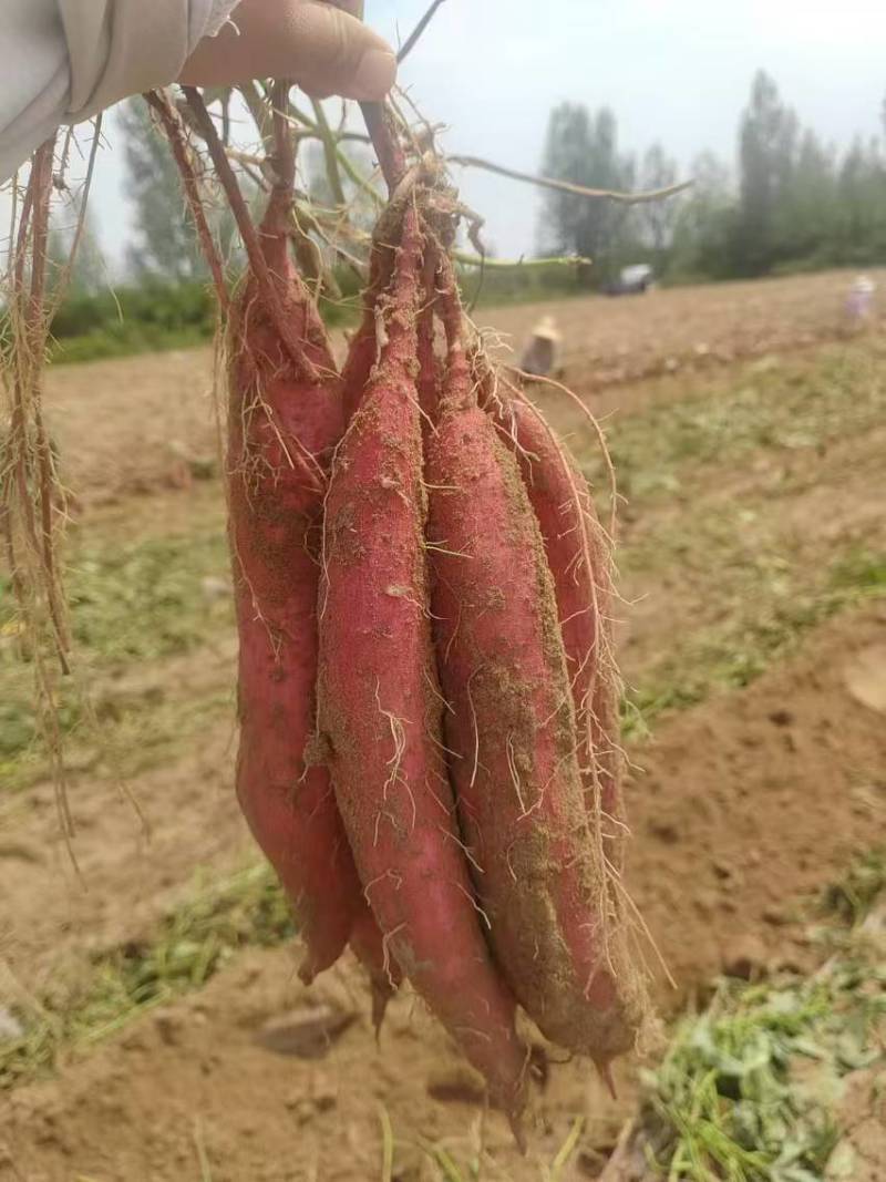 陕西红薯板栗红薯红心红薯量大从优保质保量甘甜可