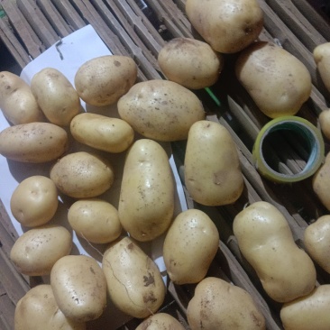 内蒙大沃土，土豆品种齐全，物美价廉，诚信经营，可视频看货