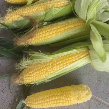 太阳花水果玉米