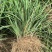 山东菏泽麦冬草种植基地