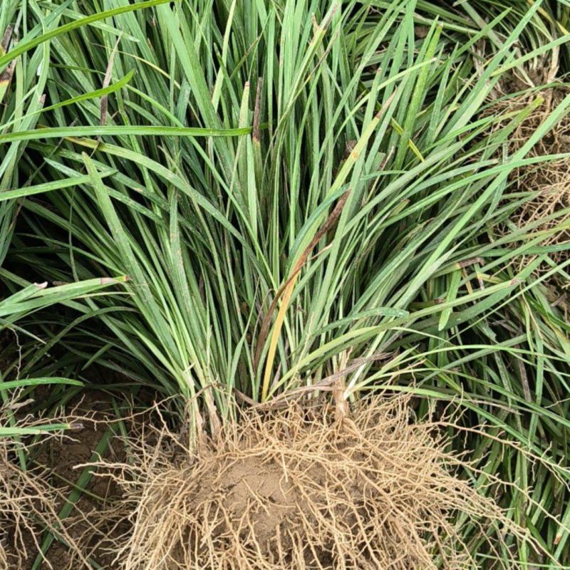 山东菏泽麦冬草种植基地