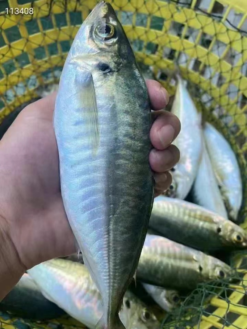 巴浪鱼，池鱼