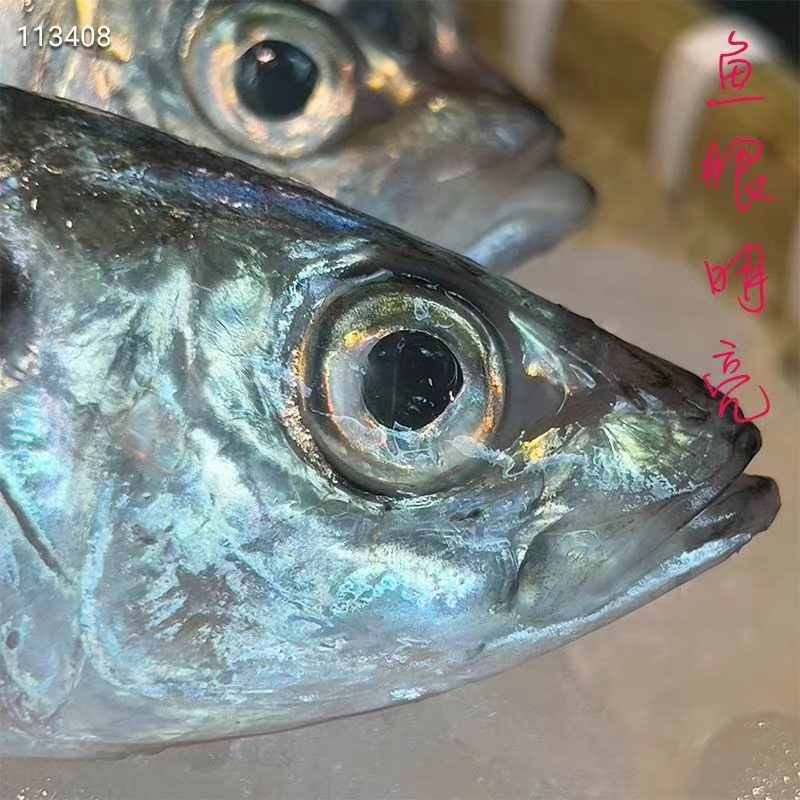 巴浪鱼，池鱼