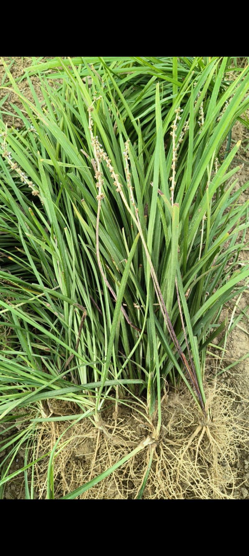山东菏泽麦冬草种植基地