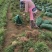 山东菏泽麦冬草种植基地