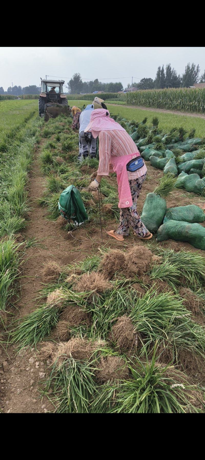 山东菏泽麦冬草种植基地