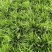 山东菏泽麦冬草种植基地