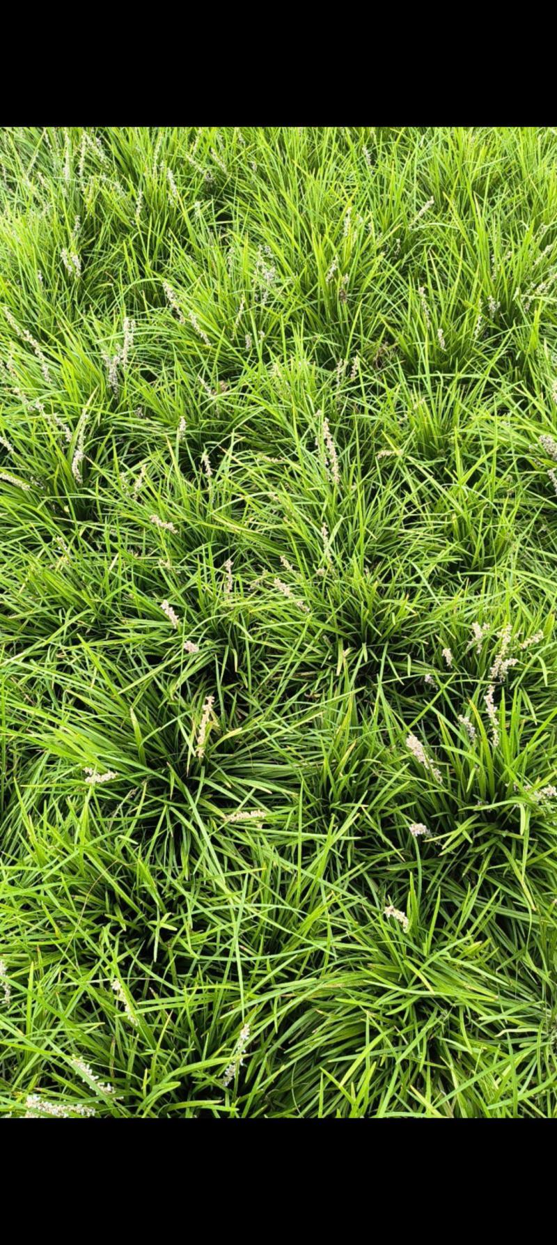 山东菏泽麦冬草种植基地