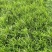 山东菏泽麦冬草种植基地