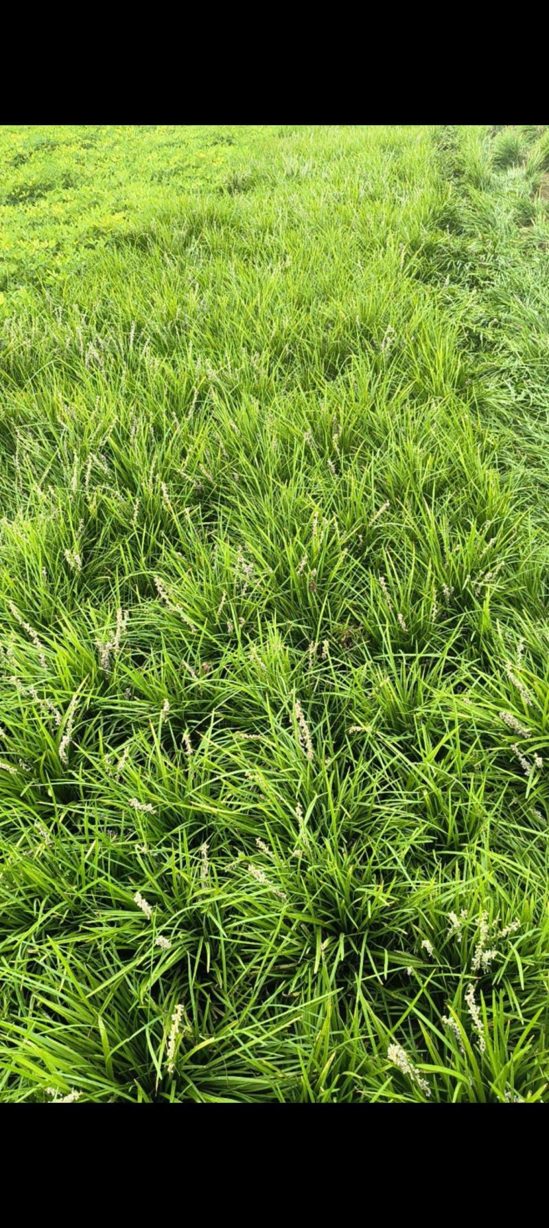 山东菏泽麦冬草种植基地