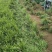山东菏泽麦冬草种植基地