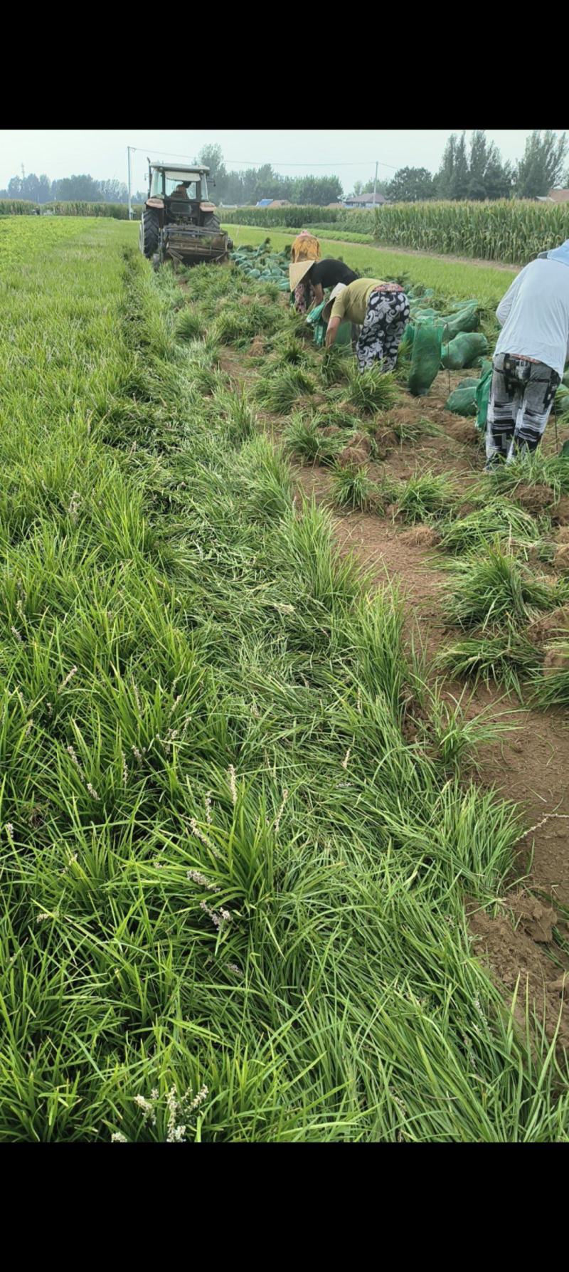 山东菏泽麦冬草种植基地