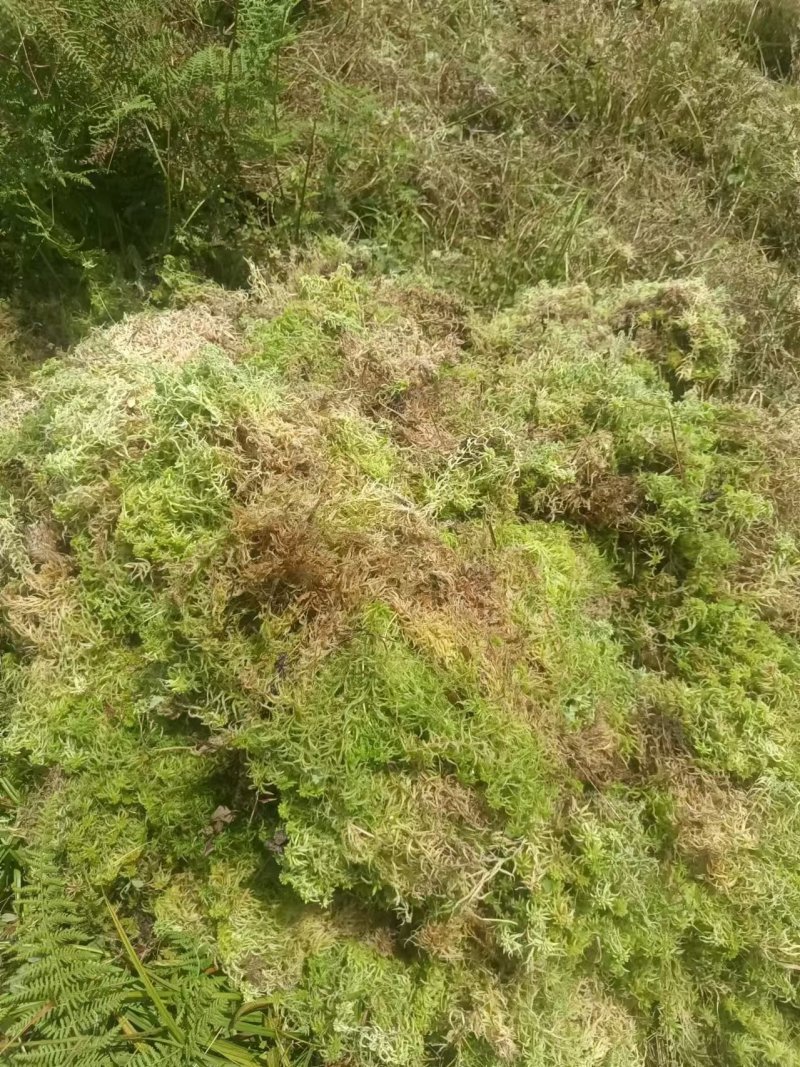 海花草，水苔