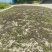 木姜子云南产地直供,,货量充足,全国无死角代收代卖,