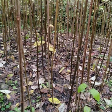四川黄柏树苗厚皮大叶黄柏树苗基地直发