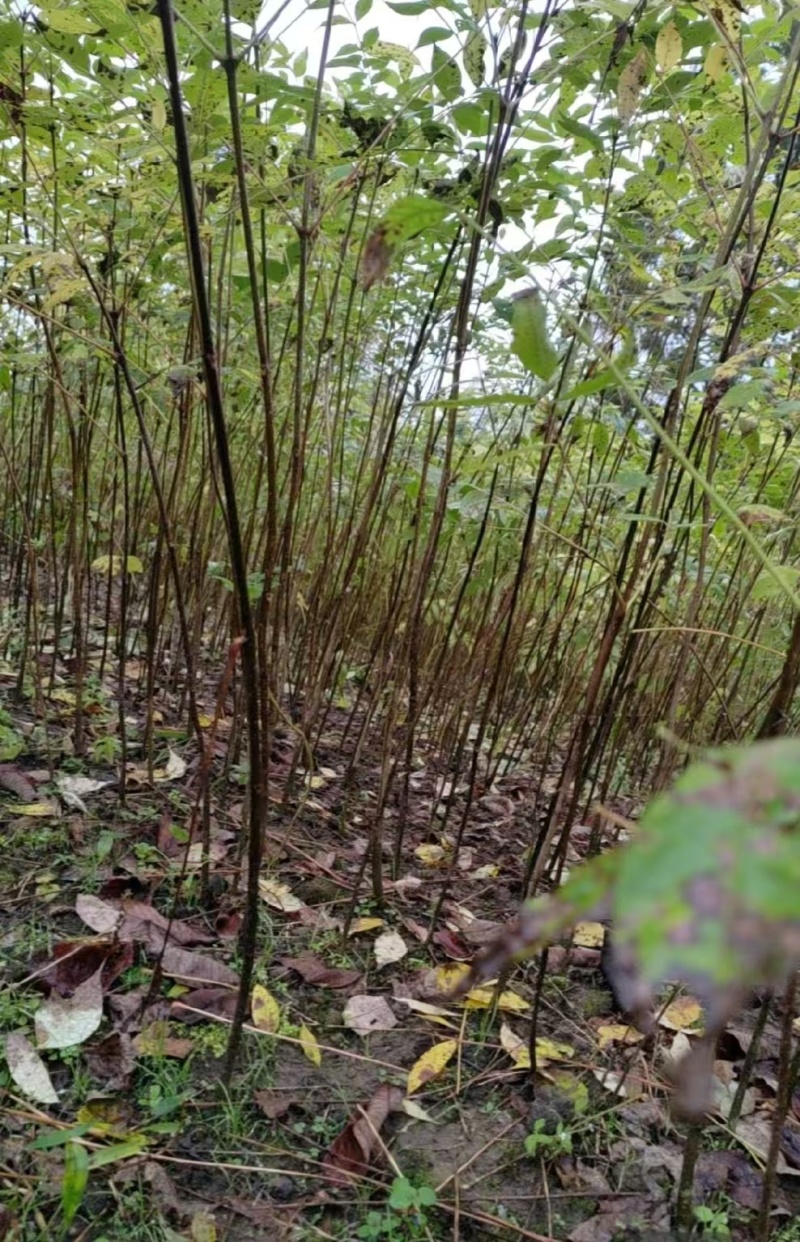 四川黄柏树苗厚皮大叶黄柏树苗基地直发