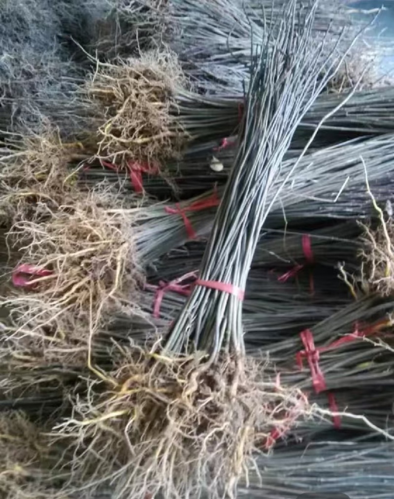 四川黄柏树苗厚皮大叶黄柏树苗基地直发