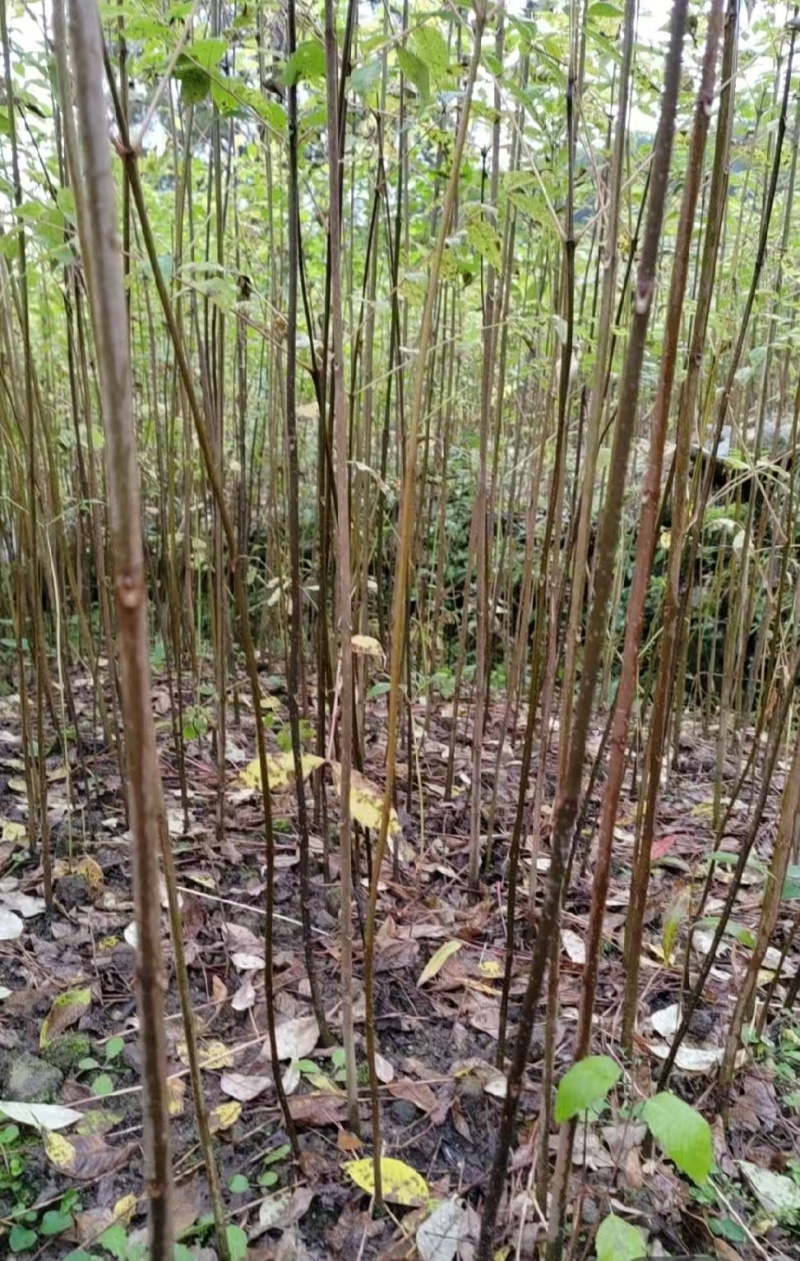 四川黄柏树苗厚皮大叶黄柏树苗基地直发