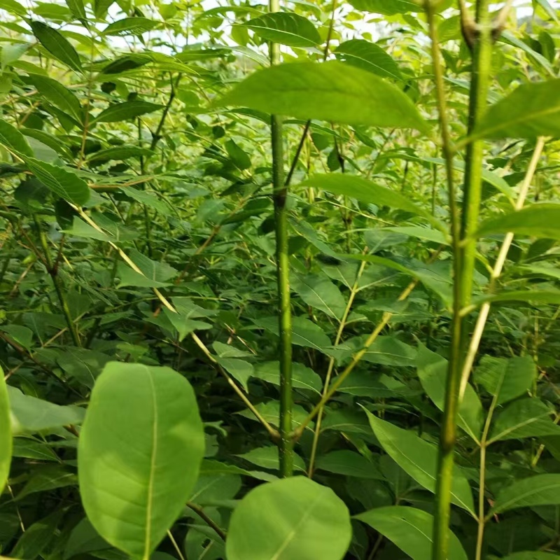 四川黄柏树苗厚皮大叶黄柏树苗基地直发