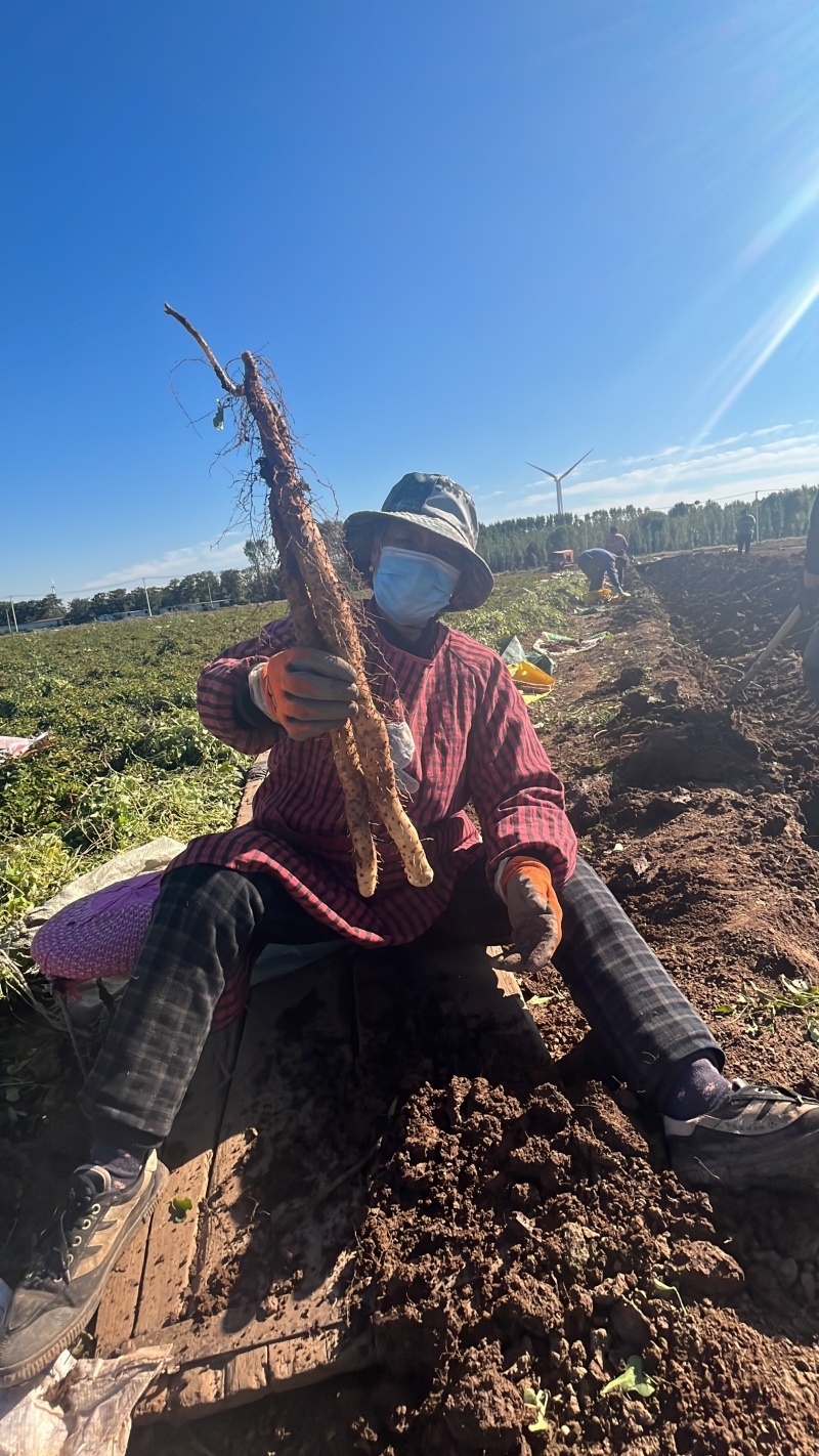 焦作温县正宗垆土铁棍山药，对接社团电商一件代发，落地配！