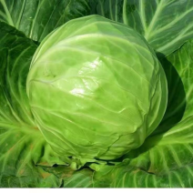 大头菜、包菜、甘蓝