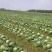 大头菜、包菜、甘蓝