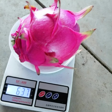 火龙果