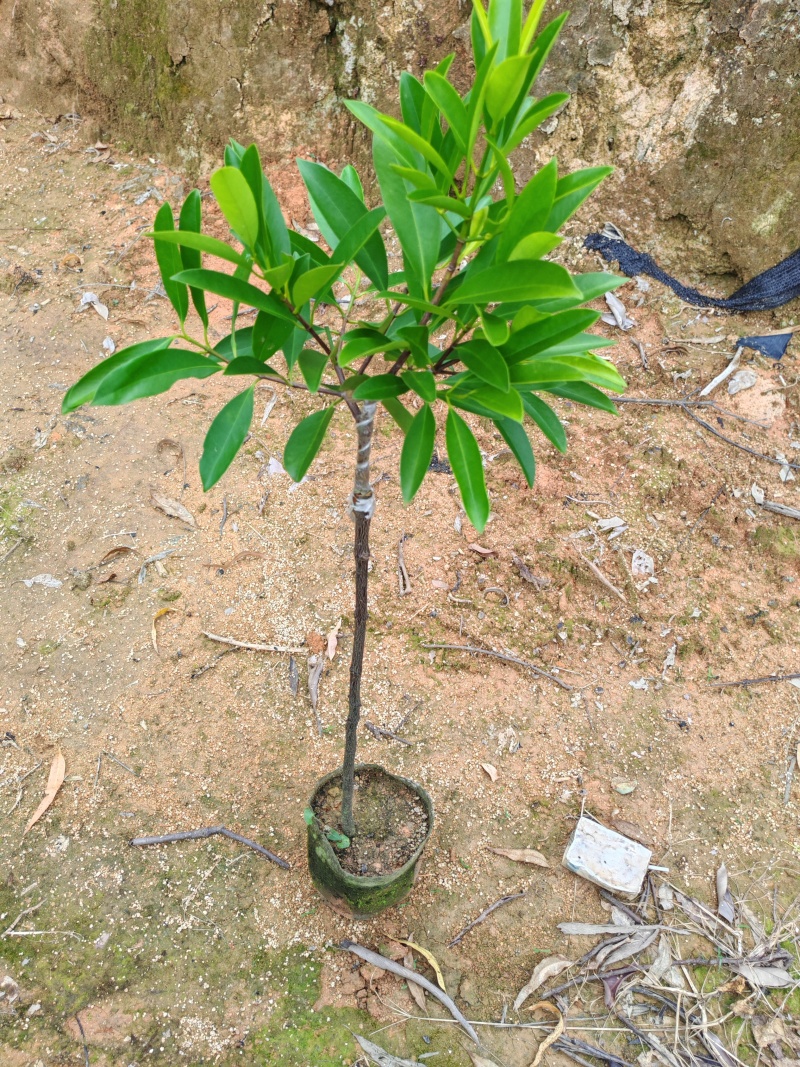 热卖款岭南山竹嫁接苗【实生苗】免费技术跟踪指导