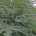 布兰瑞克无花果苗，1一3年生树苗，诚信为本。