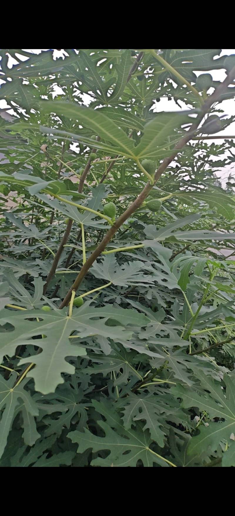 布兰瑞克无花果苗，1一3年生树苗，诚信为本。