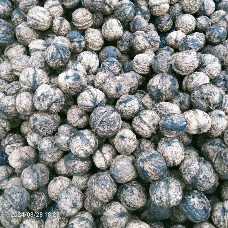 云南大树老品种新鲜干核桃