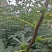 布兰瑞克无花果苗，1一3年生树苗，诚信为本。