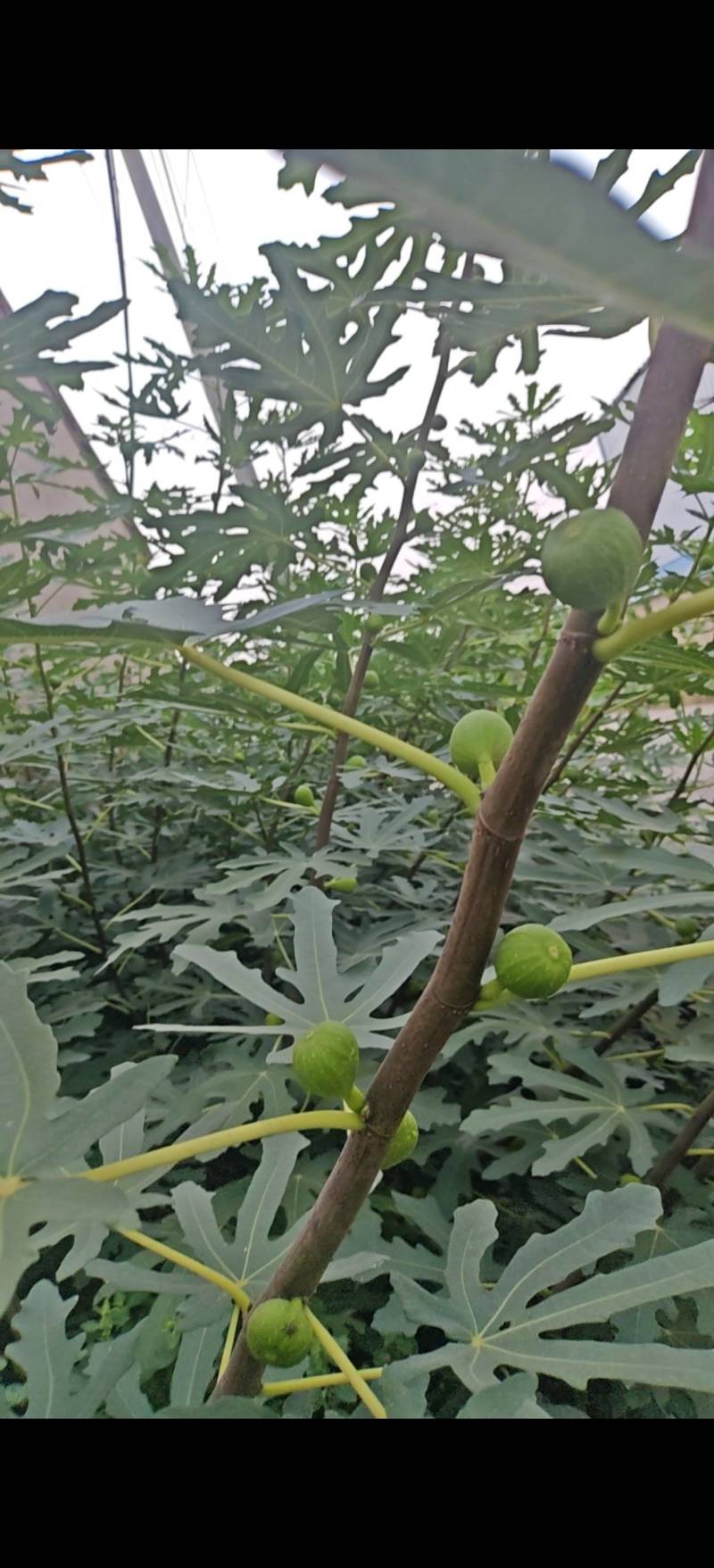 布兰瑞克无花果苗，1一3年生树苗，诚信为本。