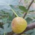 布兰瑞克无花果苗，1一3年生树苗，诚信为本。