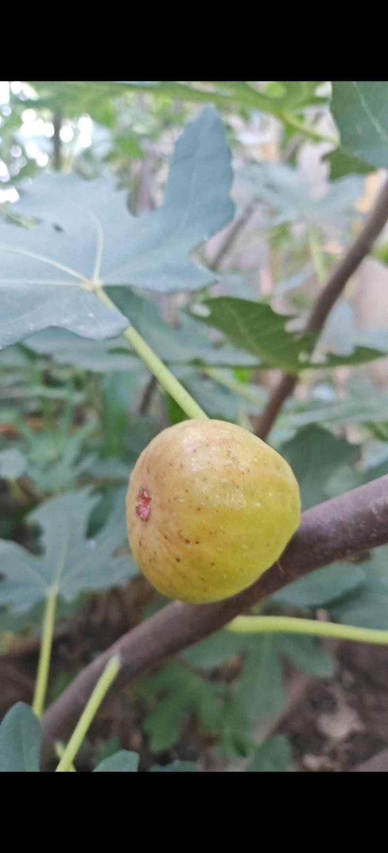 布兰瑞克无花果苗，1一3年生树苗，诚信为本。