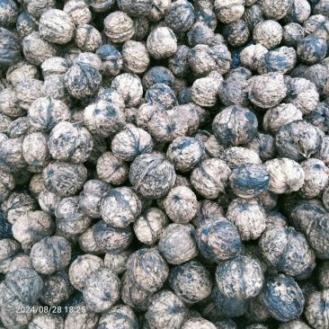 云南大树老品种新鲜干核桃