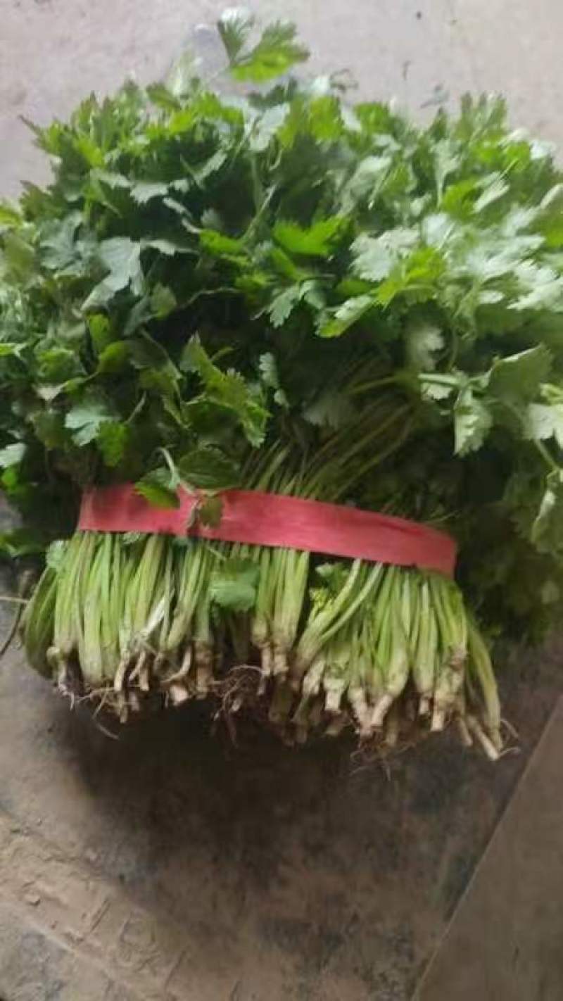 精品香菜大量有货需要可以联系，质量三保，服务至上