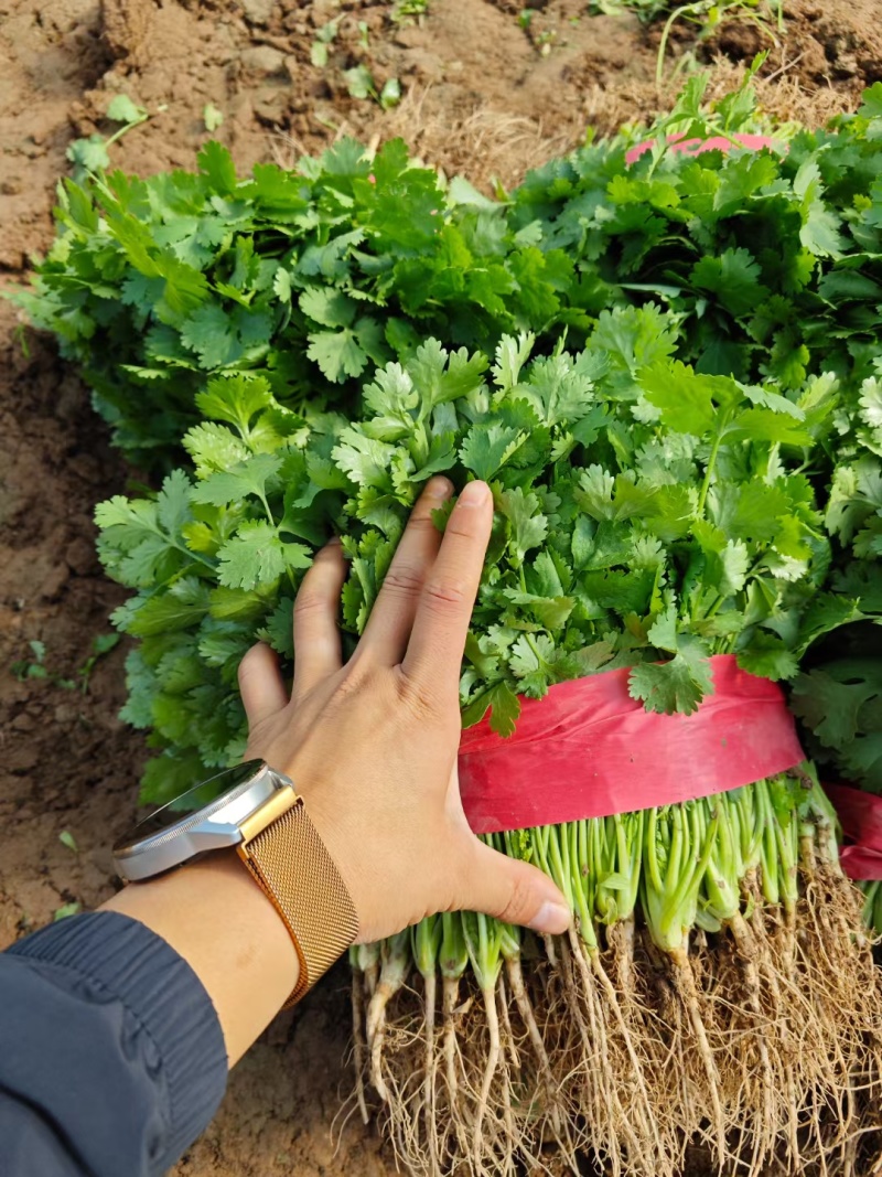精品香菜大量有货需要可以联系，质量三保，服务至上