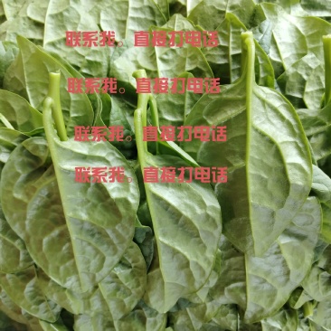 大棚种植木耳菜精品商超专用