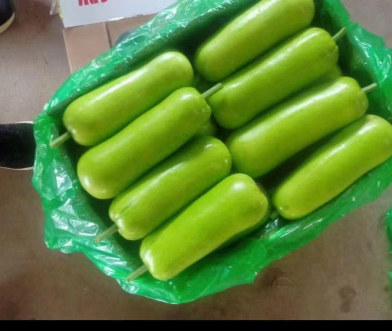 推荐瓠子瓠瓜精品，一手货源现货量大可供海底捞大型餐饮商超