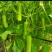 推荐瓠子瓠瓜精品，一手货源现货量大可供海底捞大型餐饮商超