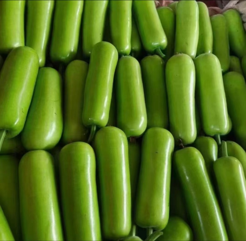 推荐瓠子瓠瓜精品，一手货源现货量大可供海底捞大型餐饮商超