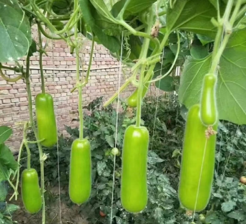 推荐瓠子瓠瓜精品，一手货源现货量大可供海底捞大型餐饮商超
