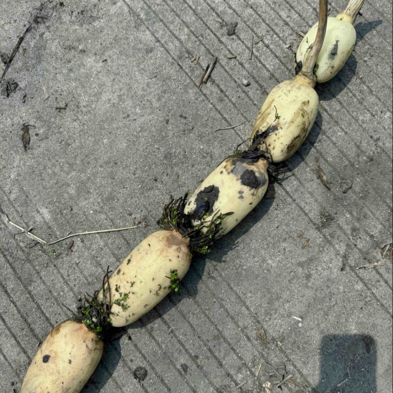 优质3735莲藕，鄂莲6号，鄂莲8号产地一手货源保质保量